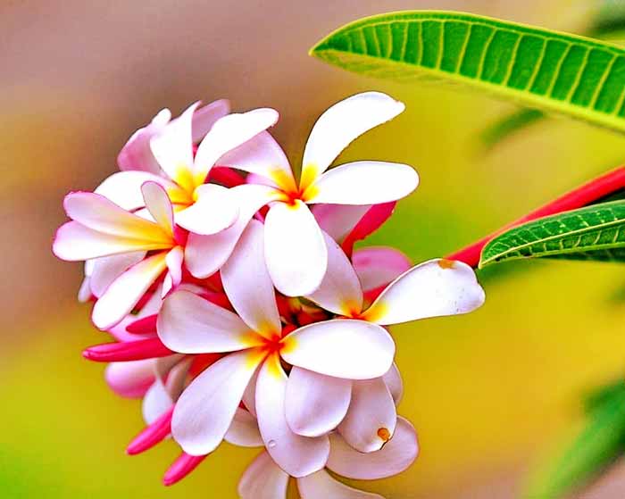 دانلود آهنگ عزیزم خوش اومدی چه عطر خوبی زدی هوش مصنوعی دانلود آهنگ عزیزم خوش اومدی چه عطر خوبی زدی هوش مصنوعی