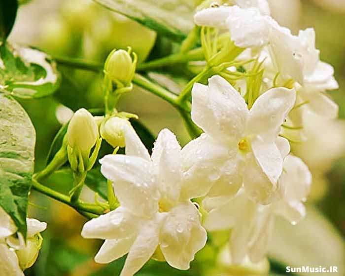 دانلود آهنگ خونه خرابت میکنه عاشقی هوش مصنوعی