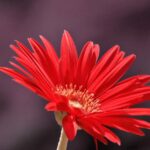 دانلود آهنگ غریبه هوش مصنوعی محسن چاوشی