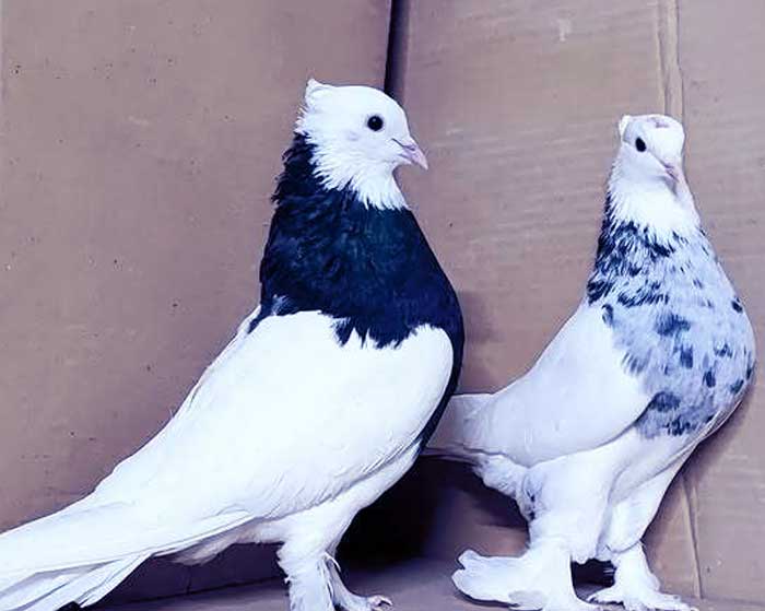 دانلود آهنگ کاش کبوتر میبودم به دورت پر میزدم سمیر روشان دانلود آهنگ کاش کبوتر میبودم به دورت پر میزدم سمیر روشان