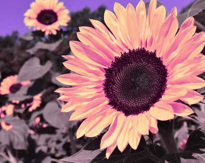 دانلود آهنگ تو یکی بخوای نخوای جون منی دانلود آهنگ تو یکی بخوای نخوای جون منی