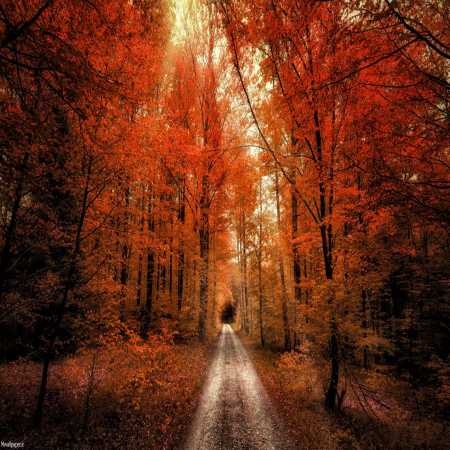 دانلود آهنگ ﻣﻨﻮ ﺗﻨﻬﺎ ﻧﺬار رو ﻗﻠﺒﻢ ﭘﺎ ﻧﺬار ﺑﻪ دﻳﺪن دﻟﻢ ﻓﻘﻄ ﺑﻴﺎ ﻳﻪ ﺑﺎر دانلود آهنگ ﻣﻨﻮ ﺗﻨﻬﺎ ﻧﺬار رو ﻗﻠﺒﻢ ﭘﺎ ﻧﺬار ﺑﻪ دﻳﺪن دﻟﻢ ﻓﻘﻄ ﺑﻴﺎ ﻳﻪ ﺑﺎر