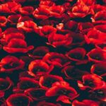 دانلود آهنگ پریشونی استاد ایرج خواجه امیری هوش مصنوعی کیفیت عالی